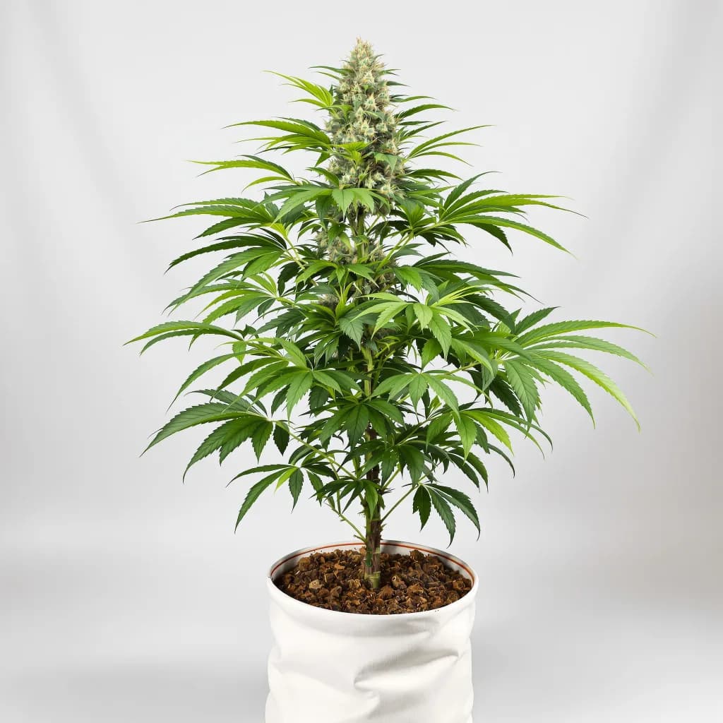 Abusive OG cannabis seeds packaging — Royal King Seeds South Africa