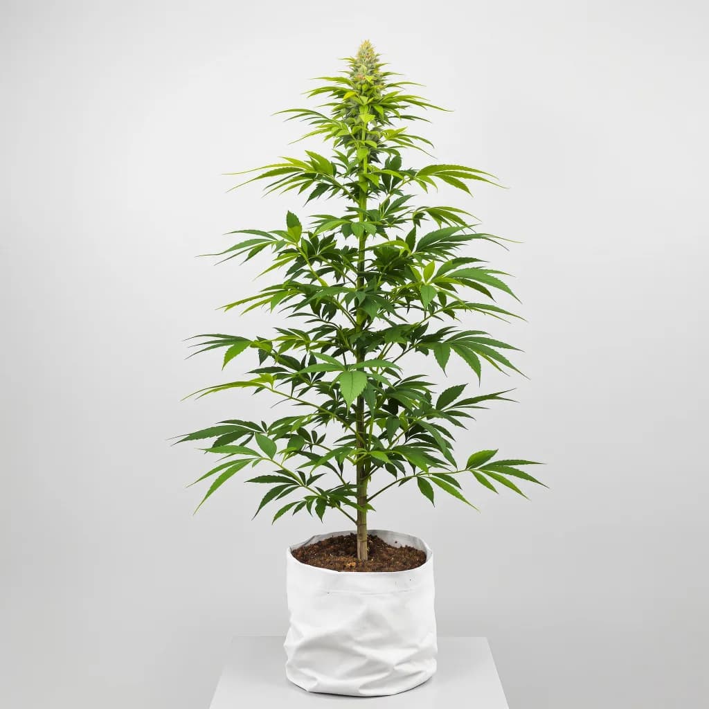 Afcrack cannabis seeds packaging — Royal King Seeds South Africa