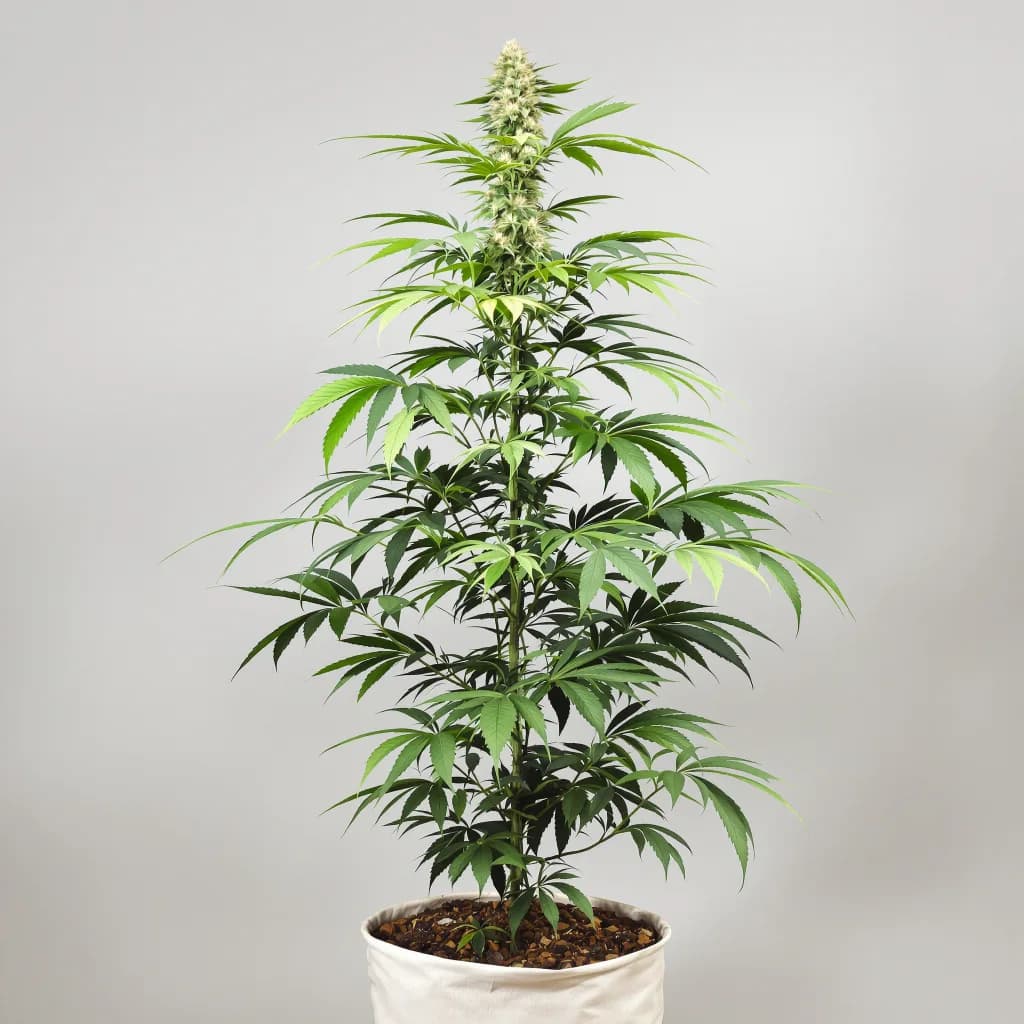 Alaskan Thunder Fuck cannabis seeds packaging — Royal King Seeds South Africa
