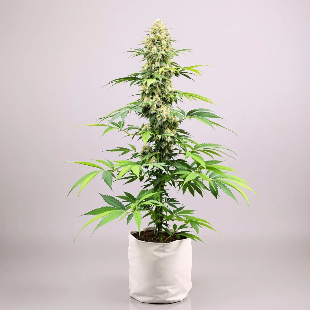 Alien Rock Candy cannabis seeds packaging β Royal King Seeds South Africa