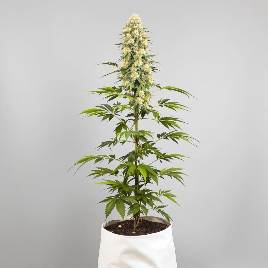 Amethyst cannabis seeds packaging — Royal King Seeds South Africa