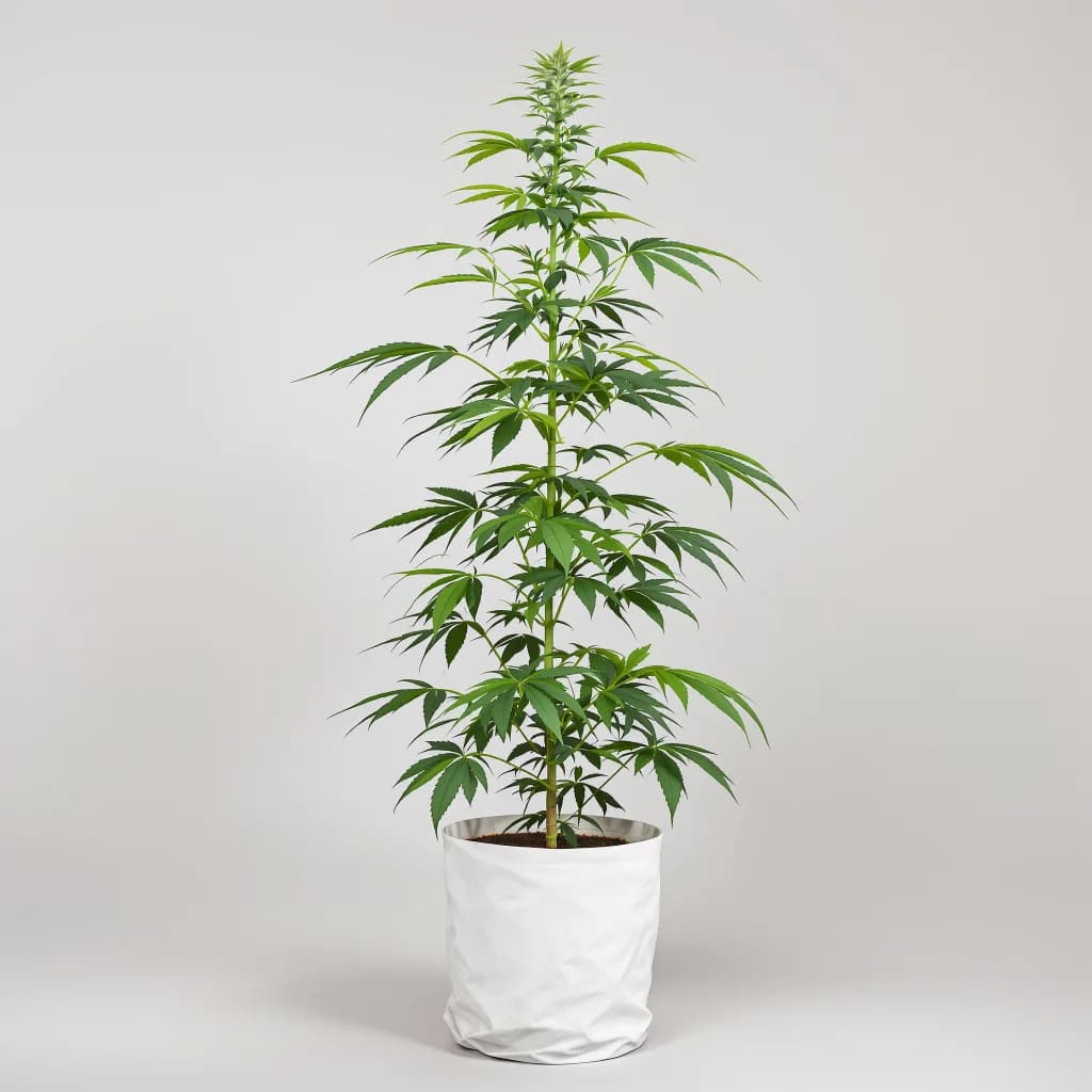 Amherst Diesel cannabis seeds packaging β Royal King Seeds South Africa
