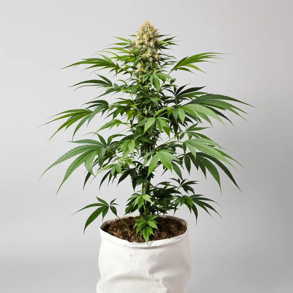 Appleberry cannabis seeds packaging β Royal King Seeds South Africa