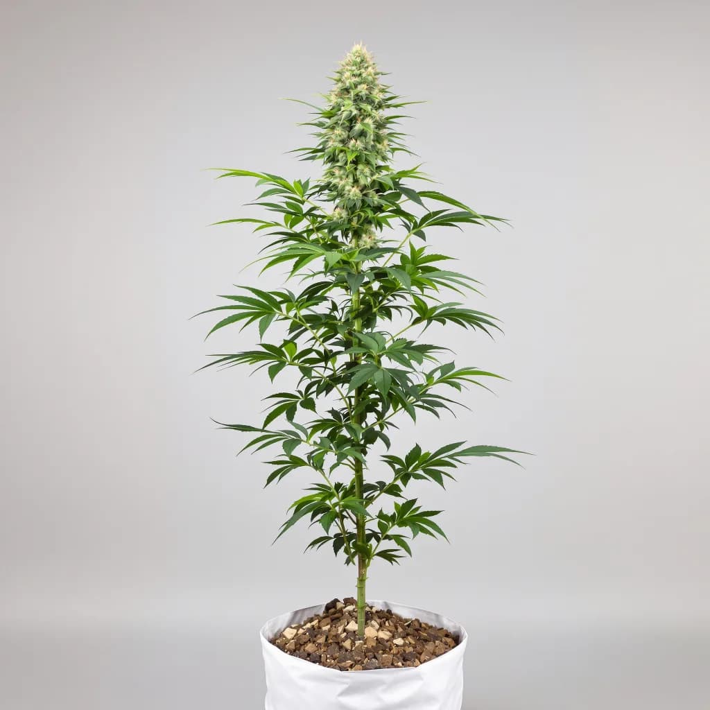 Aurora Borealis cannabis seeds packaging — Royal King Seeds South Africa