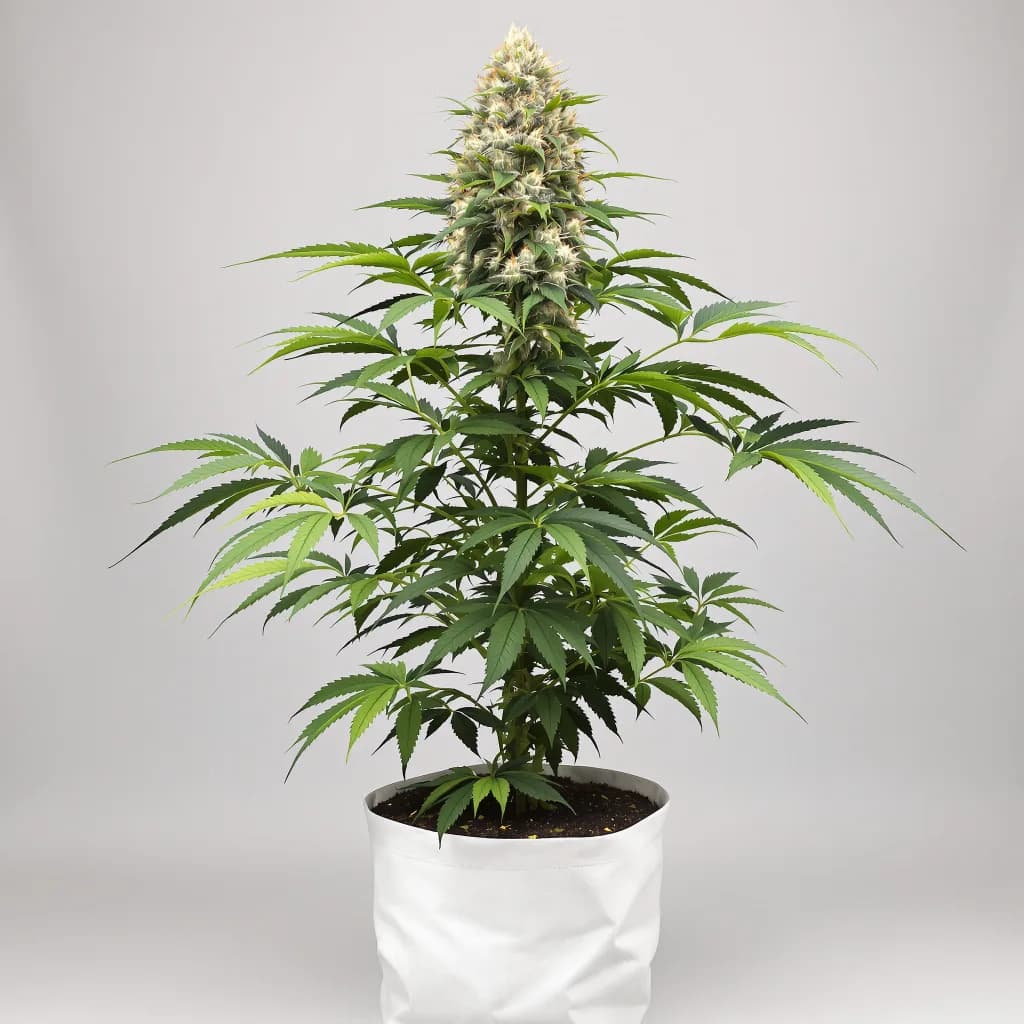 Badazz Cheese cannabis seeds packaging — Royal King Seeds South Africa