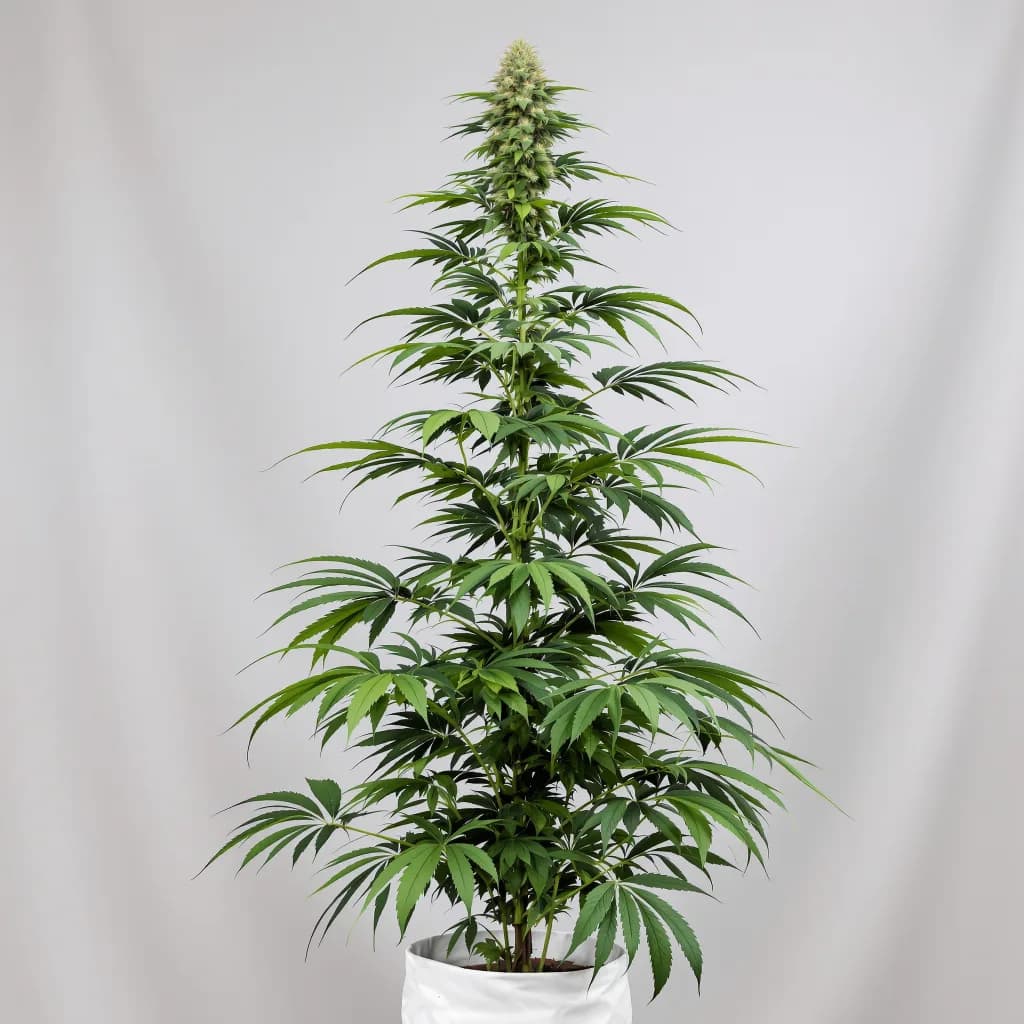Bear Dance cannabis seeds packaging — Royal King Seeds South Africa