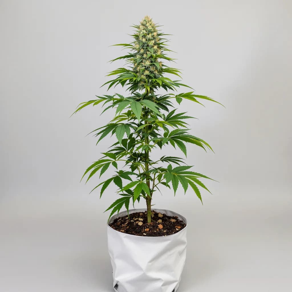 Berry Noir cannabis seeds packaging — Royal King Seeds South Africa