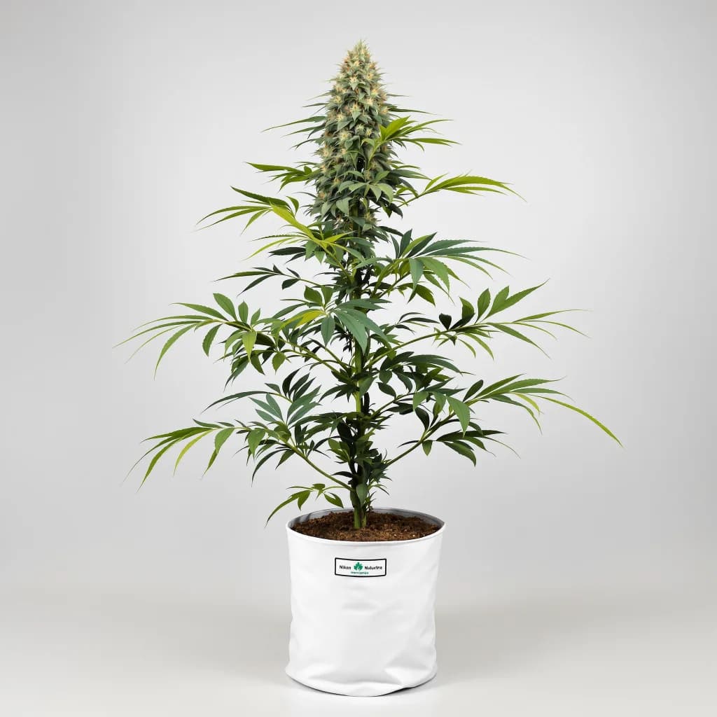 Black Betty cannabis seeds packaging — Royal King Seeds South Africa