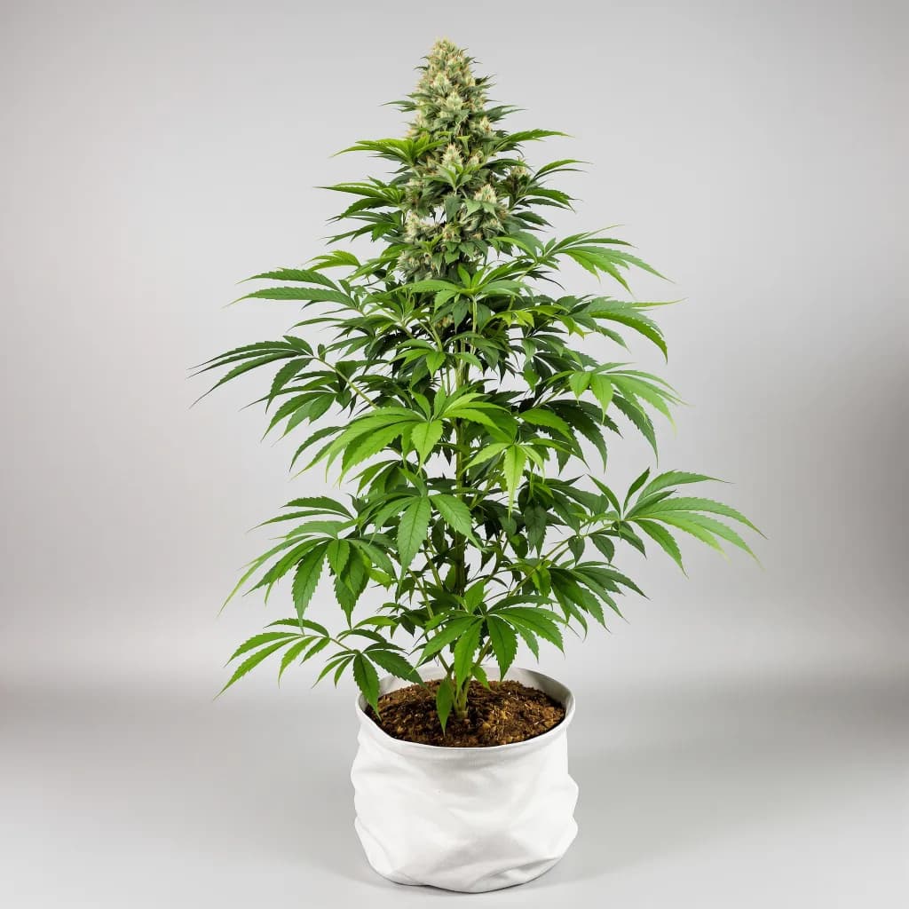 Blackberry Cream cannabis seeds packaging — Royal King Seeds South Africa
