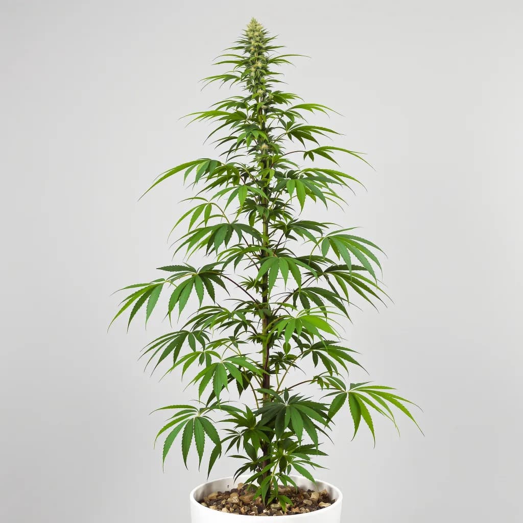 Blue Amnesia cannabis seeds packaging — Royal King Seeds South Africa