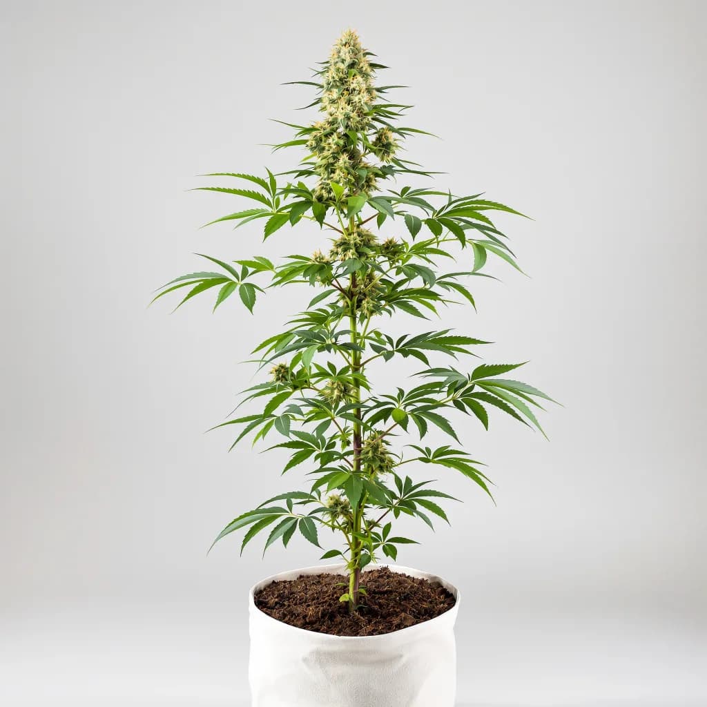 Blue Cheese cannabis seeds packaging β Royal King Seeds South Africa