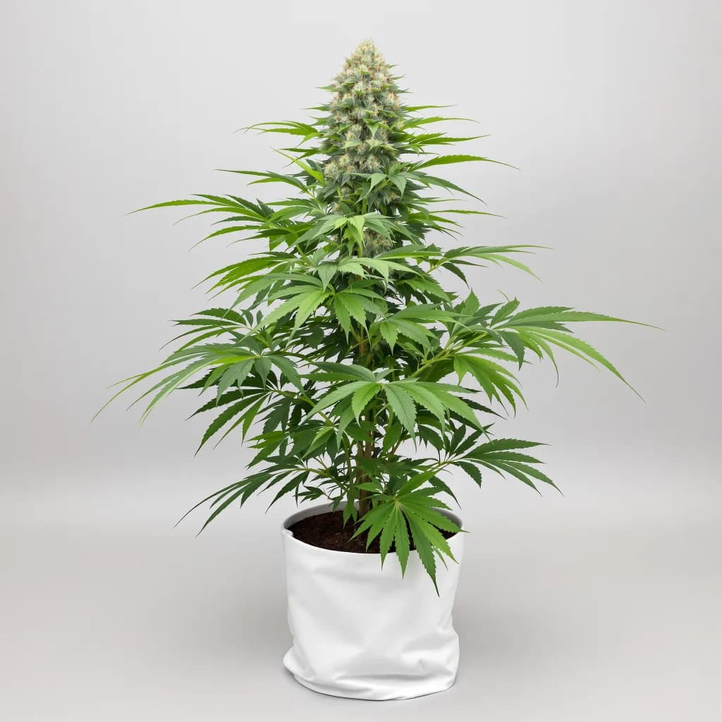Blueberry Gusto cannabis seeds packaging β Royal King Seeds South Africa