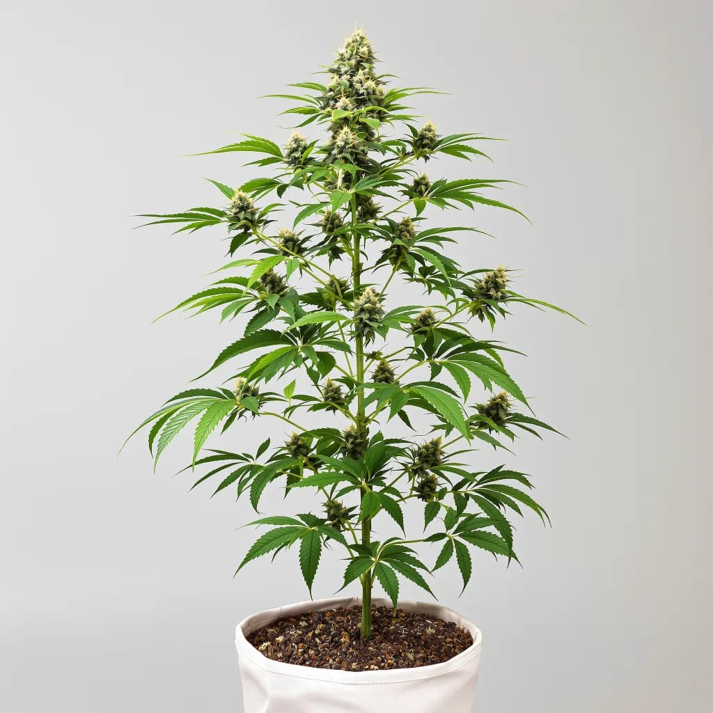 Bluniverse cannabis seeds packaging — Royal King Seeds South Africa