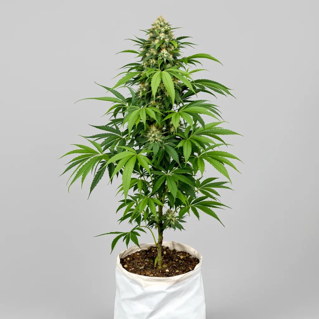Brand X cannabis seeds packaging — Royal King Seeds South Africa