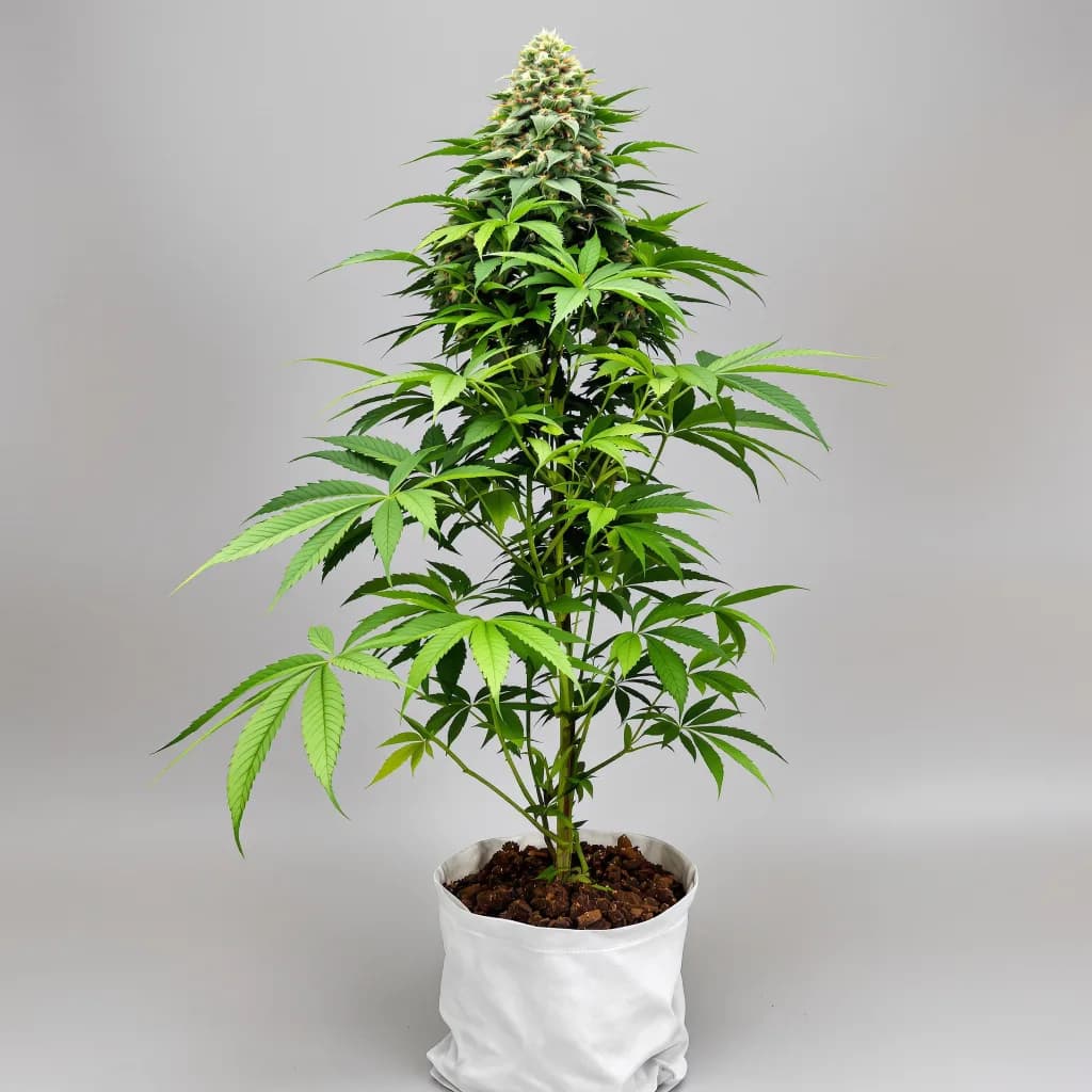 Candy Cane cannabis seeds packaging β Royal King Seeds South Africa