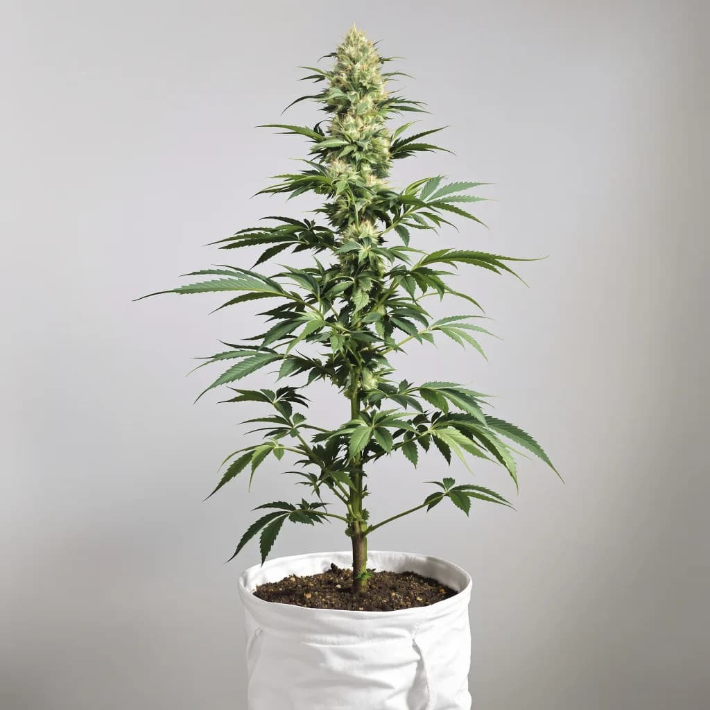 Candy Kush cannabis seeds packaging — Royal King Seeds South Africa