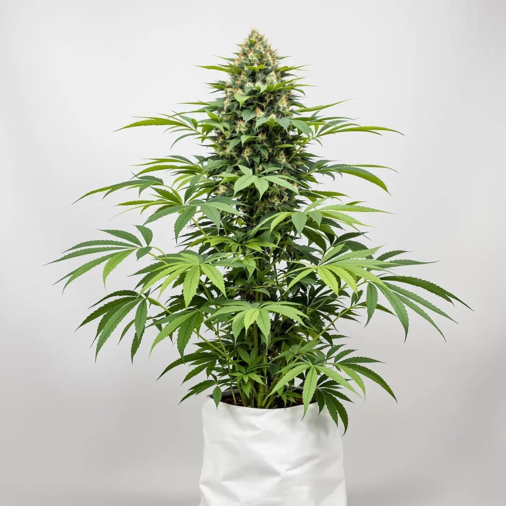 Casper OG cannabis seeds packaging — Royal King Seeds South Africa
