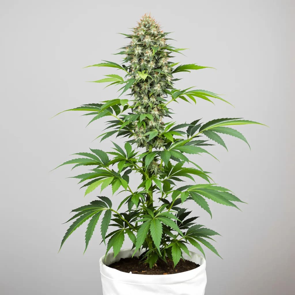 Cataract Kush cannabis seeds packaging — Royal King Seeds South Africa
