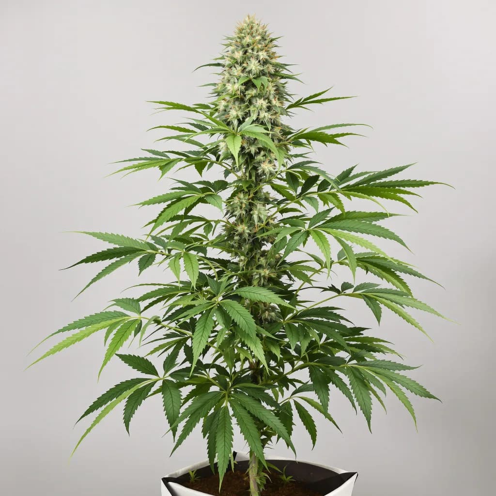 CBD Lemon Potion cannabis seeds packaging — Royal King Seeds South Africa