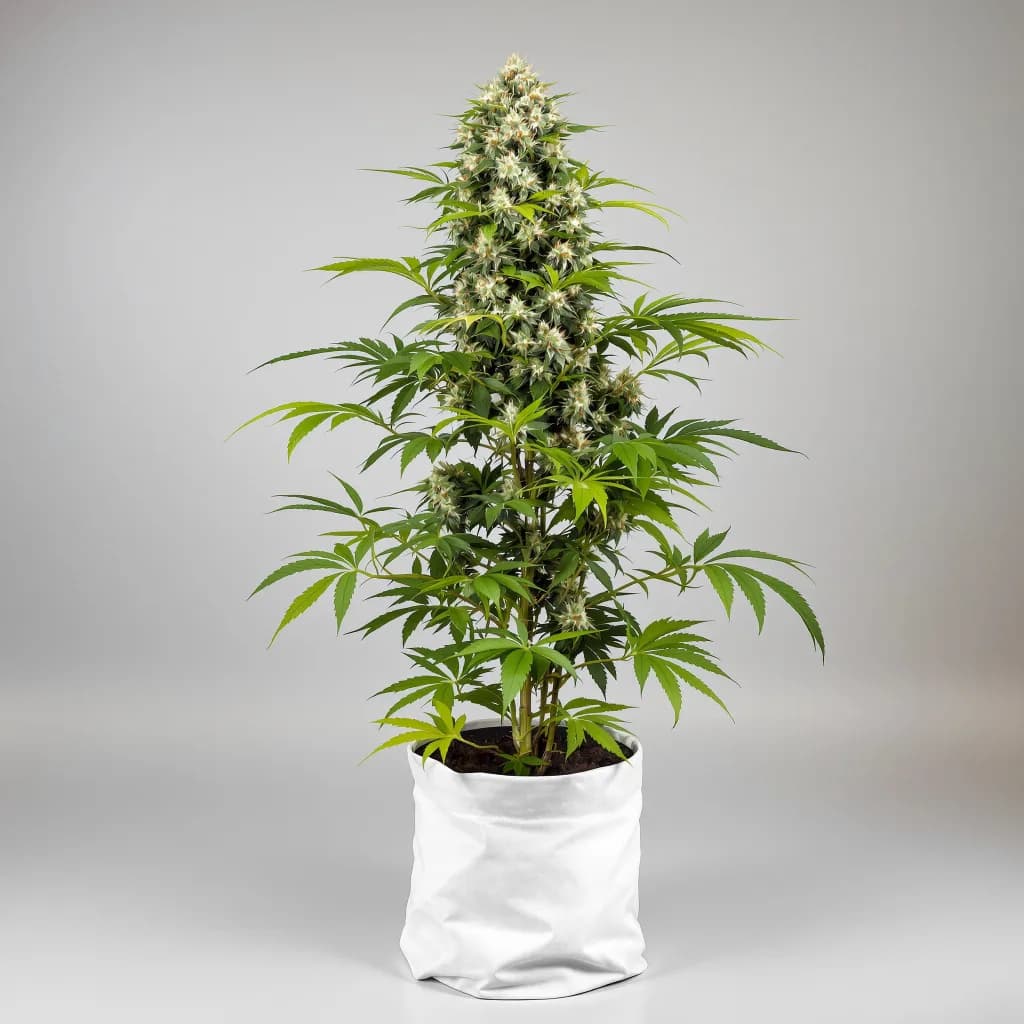 CBD Solomatic cannabis seeds packaging — Royal King Seeds South Africa