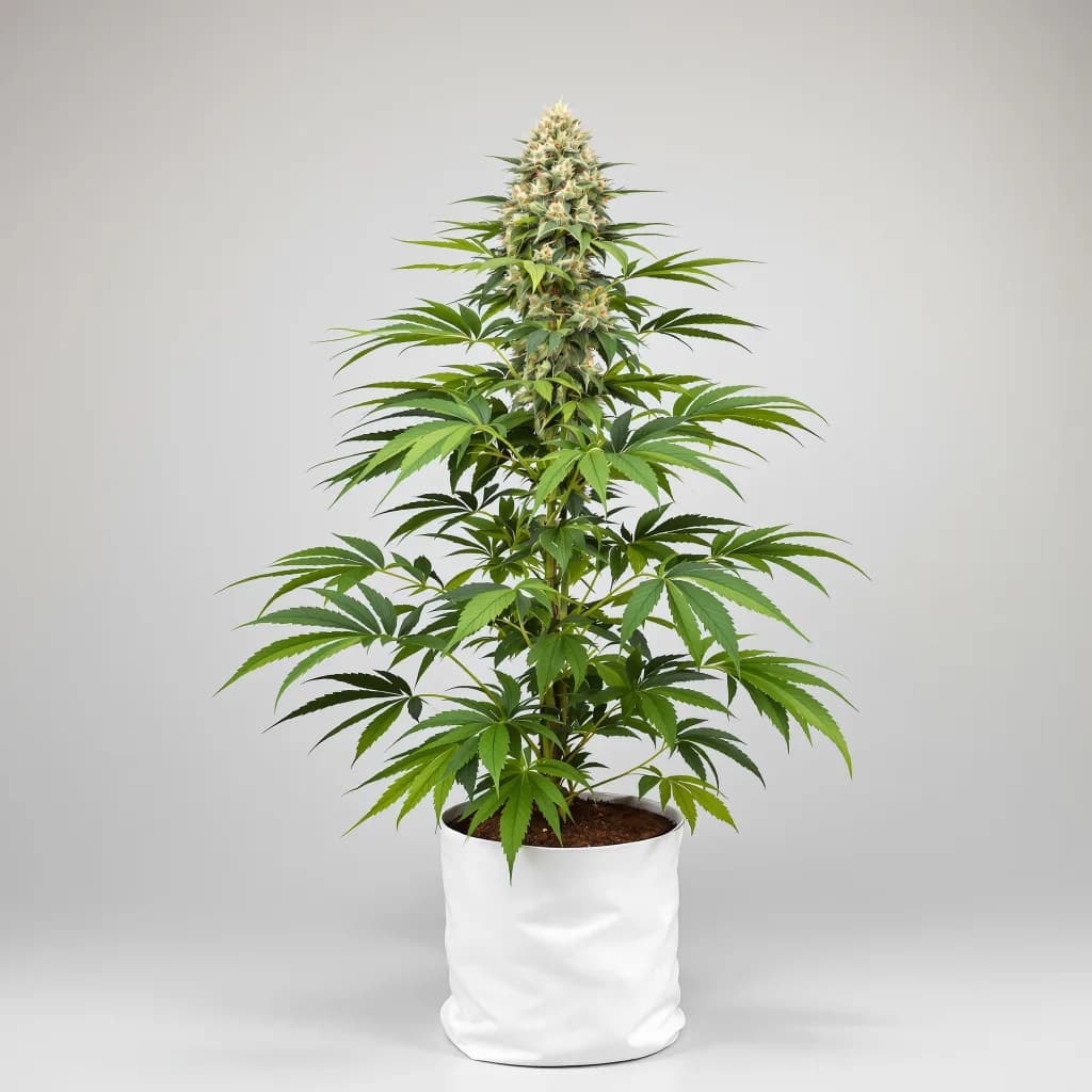 CBD Yummy cannabis seeds packaging — Royal King Seeds South Africa