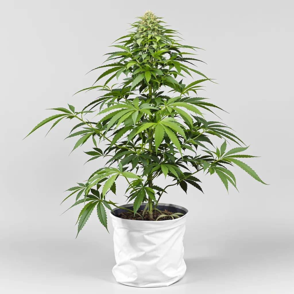 Chocolate Chunk cannabis seeds packaging β Royal King Seeds South Africa