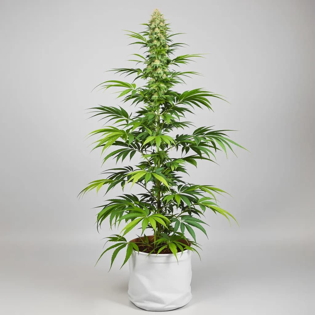 Chocolope cannabis seeds packaging β Royal King Seeds South Africa