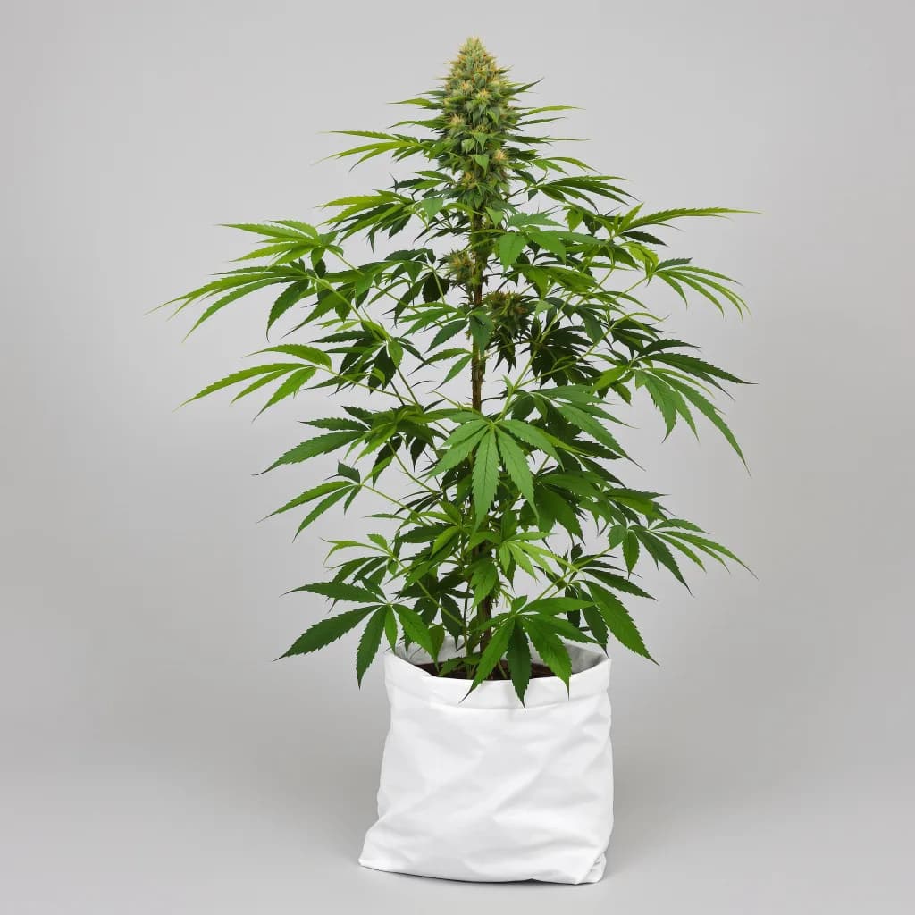Colombian Gold cannabis seeds packaging β Royal King Seeds South Africa