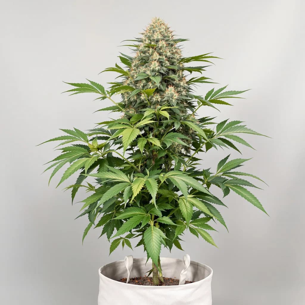 Confidential Wreck cannabis seeds packaging β Royal King Seeds South Africa