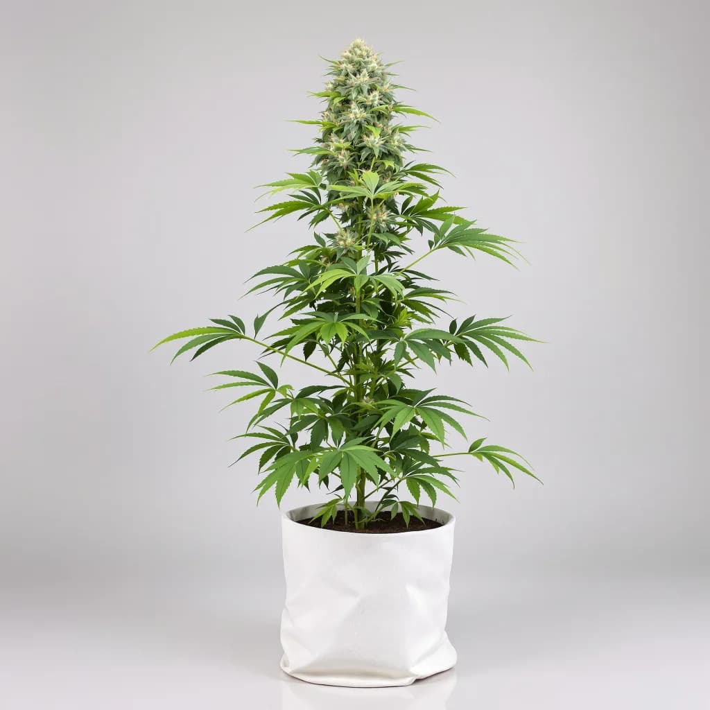 Cookies Kush cannabis seeds packaging — Royal King Seeds South Africa