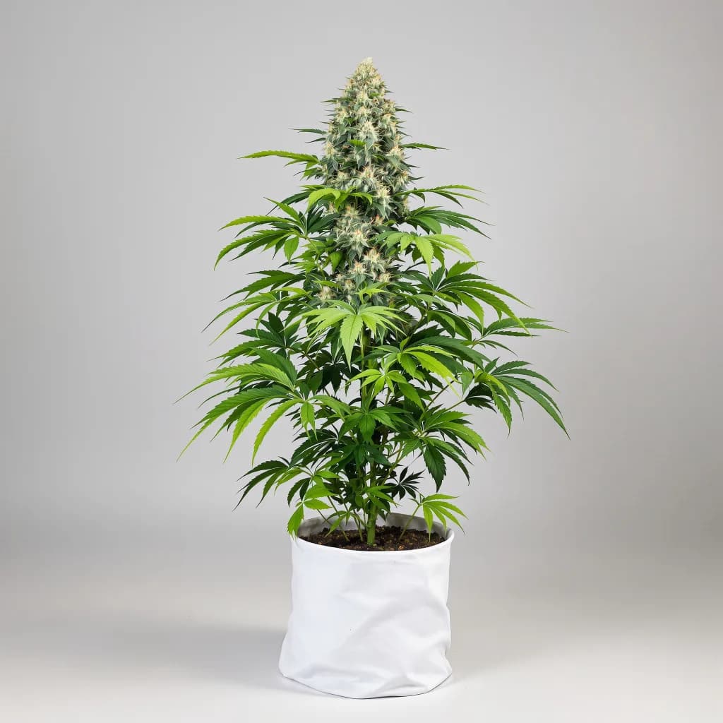 Critical Kush cannabis seeds packaging — Royal King Seeds South Africa