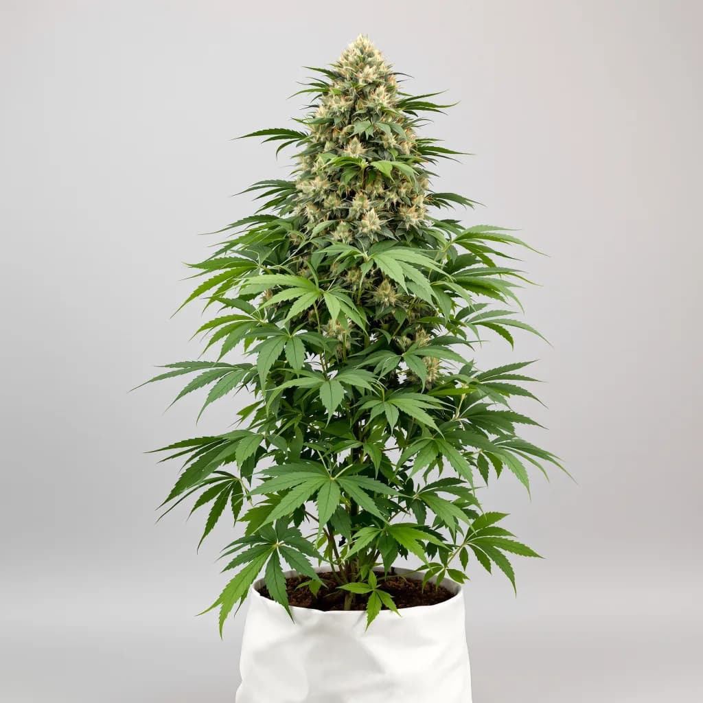 Danky Doodle cannabis seeds packaging β Royal King Seeds South Africa