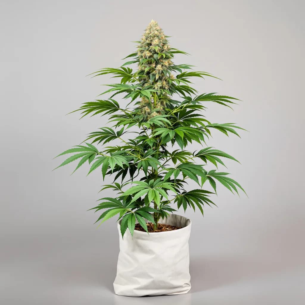 Dawgfather OG cannabis seeds packaging — Royal King Seeds South Africa