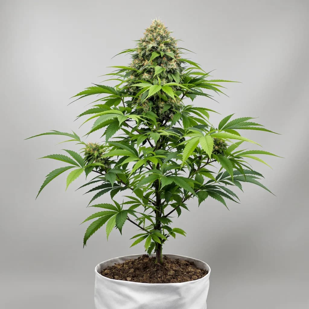 Denver Maple cannabis seeds packaging β Royal King Seeds South Africa