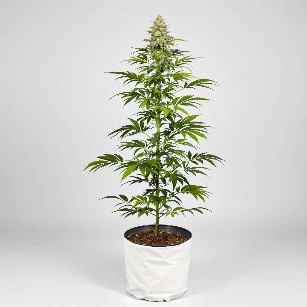 Donna OG cannabis seeds packaging β Royal King Seeds South Africa
