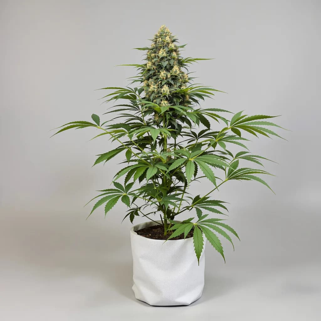 Dorit cannabis seeds packaging β Royal King Seeds South Africa
