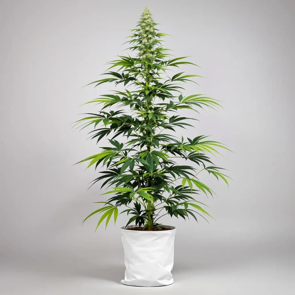 Durban Poison cannabis seeds packaging — Royal King Seeds South Africa