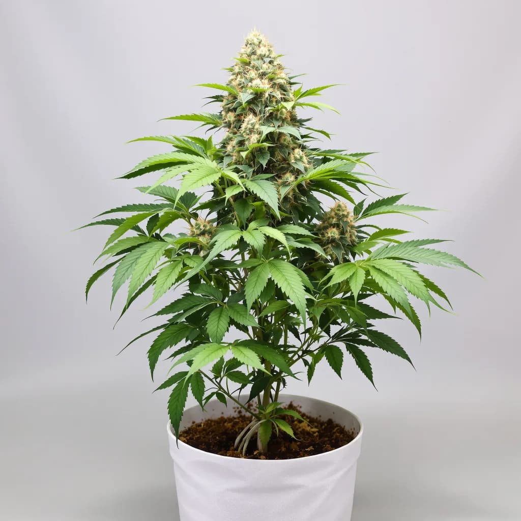 Dutch Kush cannabis seeds packaging — Royal King Seeds South Africa