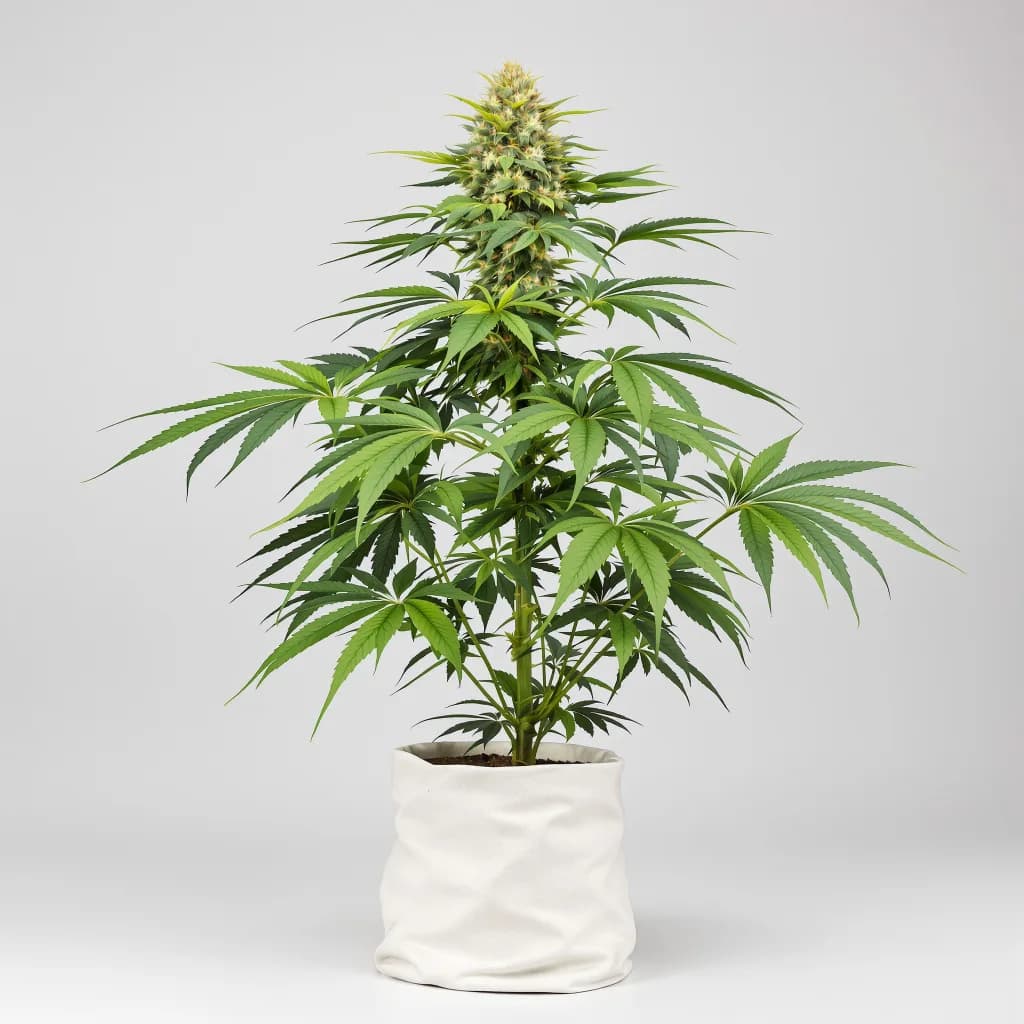 Fat Purple cannabis seeds packaging β Royal King Seeds South Africa