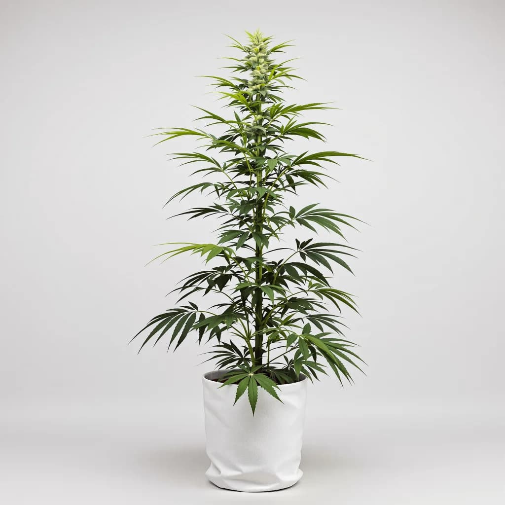 Flying Princess cannabis seeds packaging β Royal King Seeds South Africa