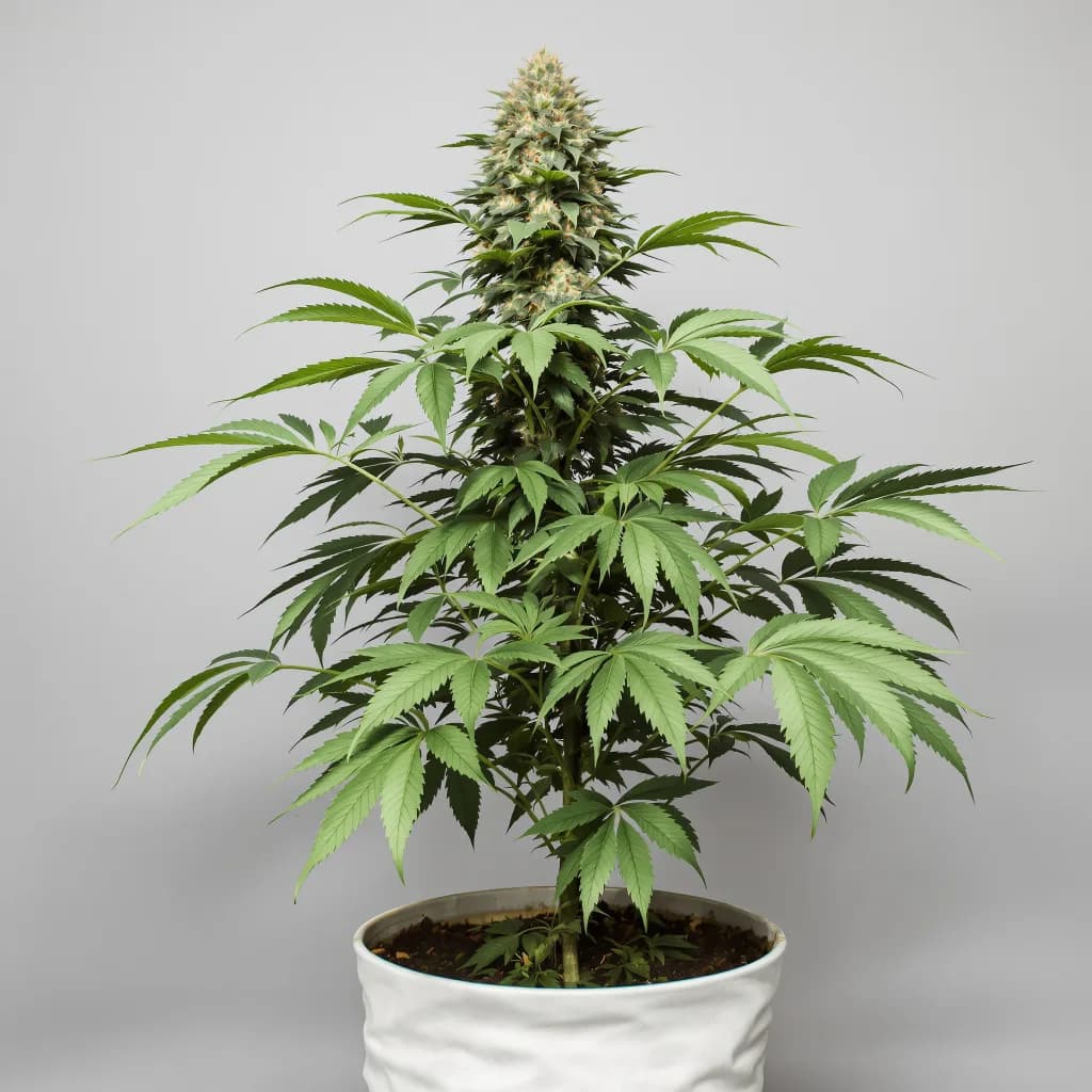 Fruity Widow cannabis seeds packaging — Royal King Seeds South Africa