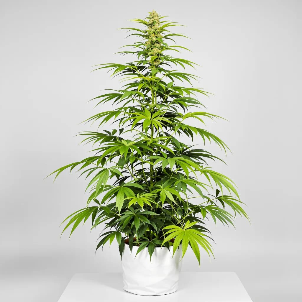 Gelato Cake cannabis seeds packaging — Royal King Seeds South Africa