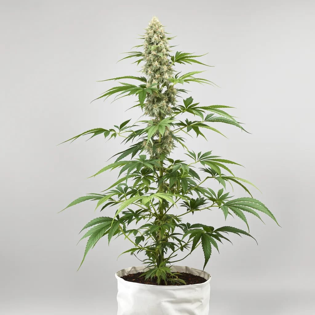 Gobbstopper cannabis seeds packaging — Royal King Seeds South Africa