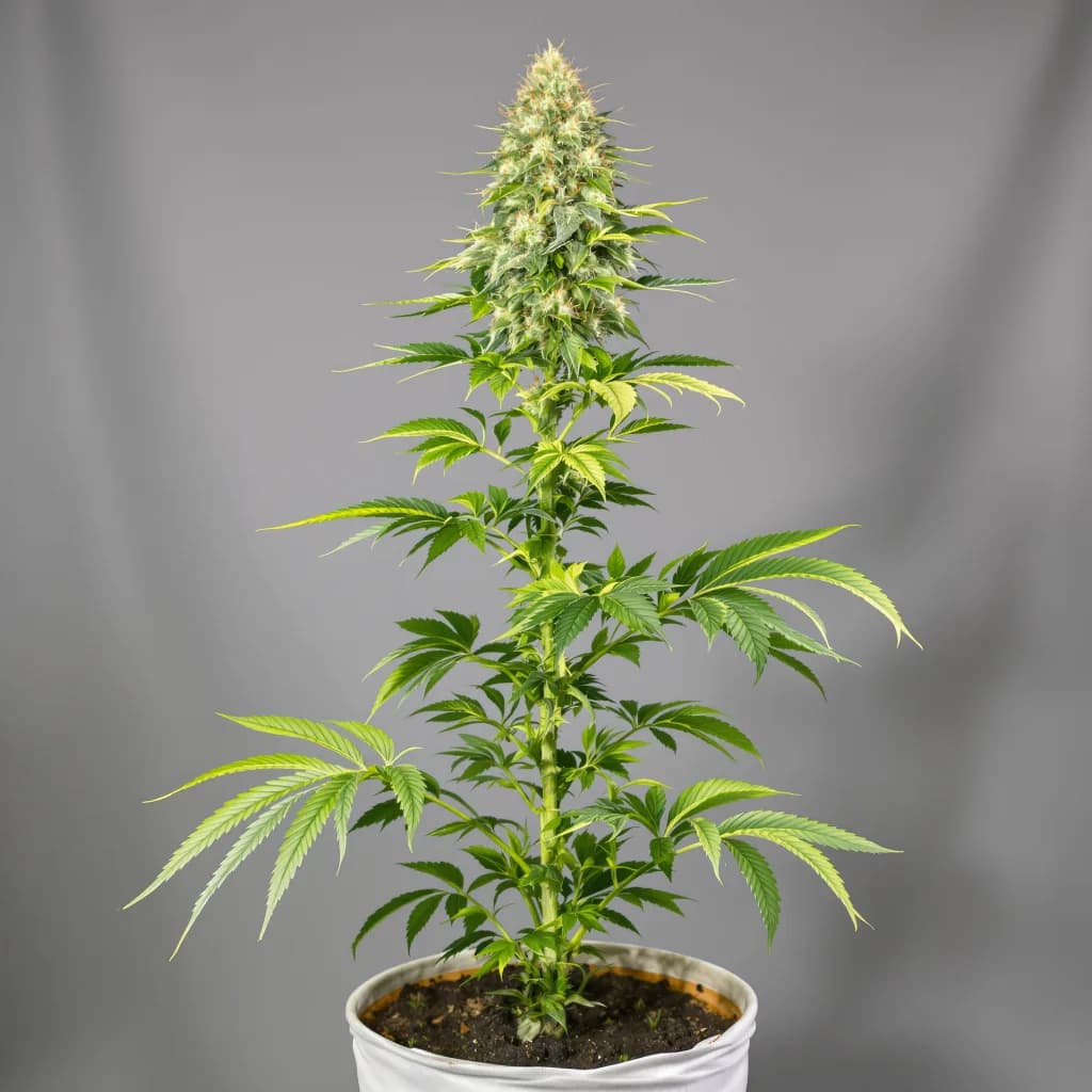 Gorilla Nut cannabis seeds packaging — Royal King Seeds South Africa