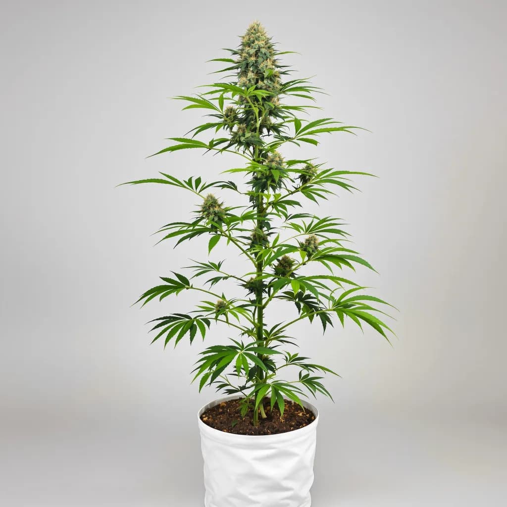 Grape Kush cannabis seeds packaging — Royal King Seeds South Africa