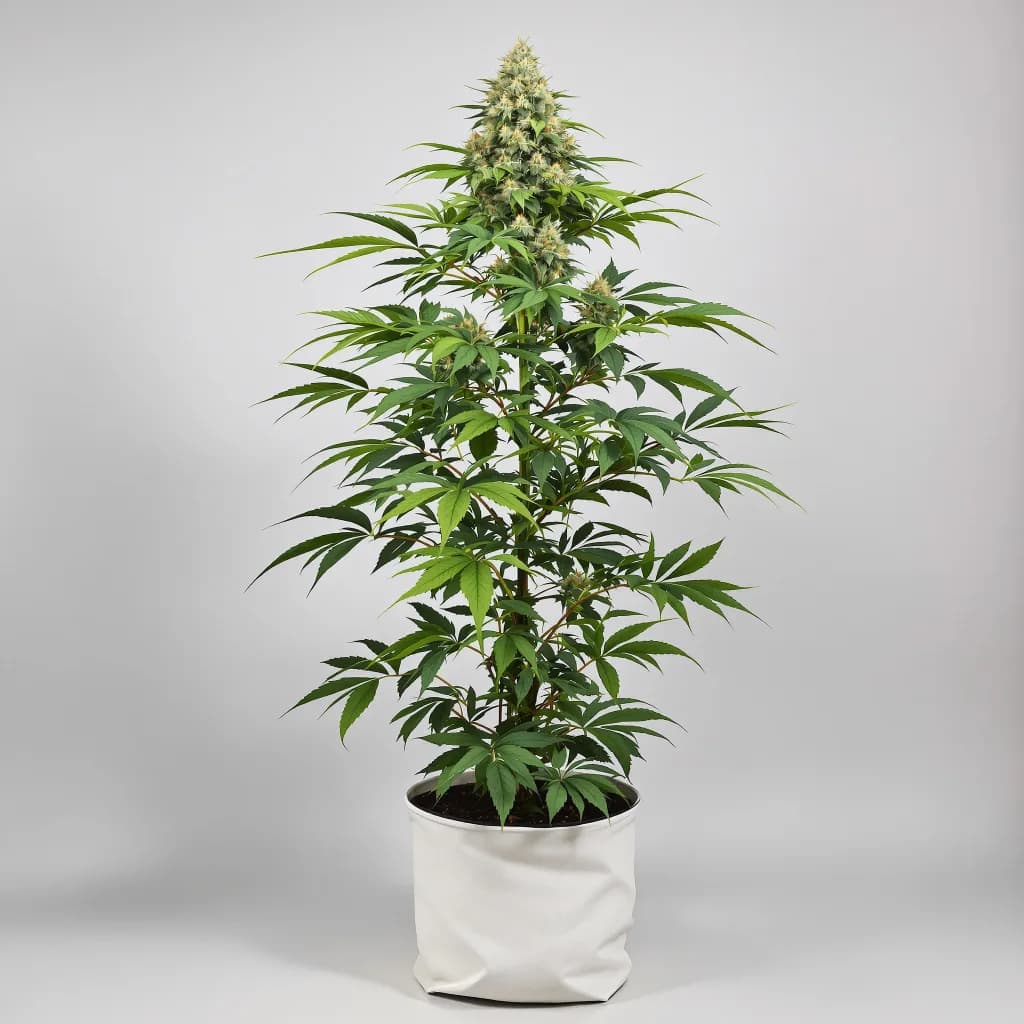 Green Door Kush cannabis seeds packaging β Royal King Seeds South Africa
