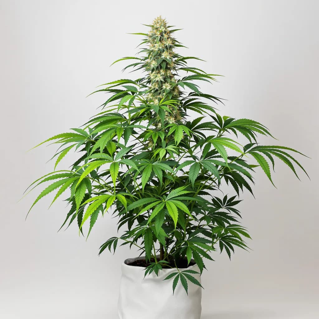 Green Ribbon cannabis seeds packaging — Royal King Seeds South Africa