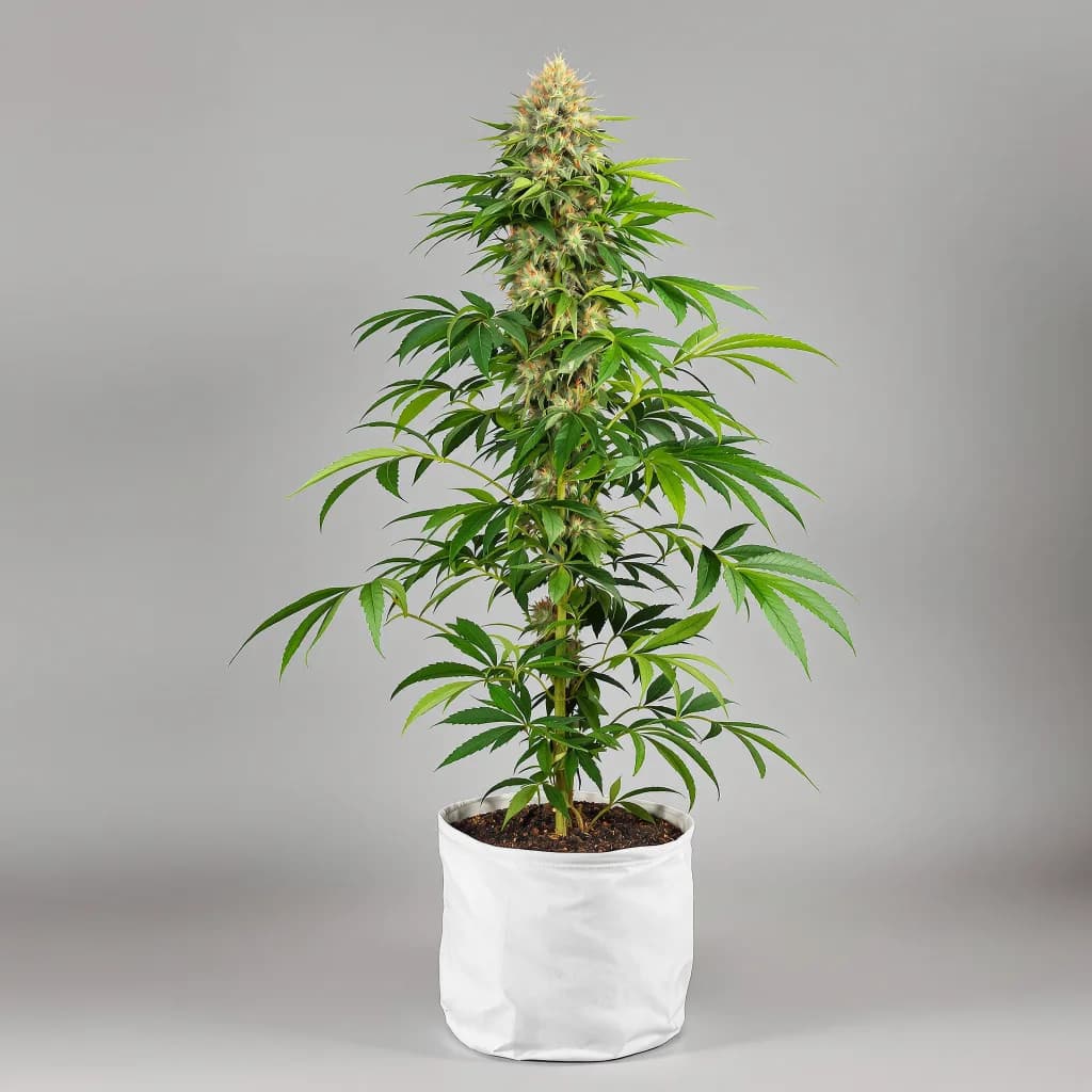 Hawaiian Dream CBD cannabis seeds packaging β Royal King Seeds South Africa