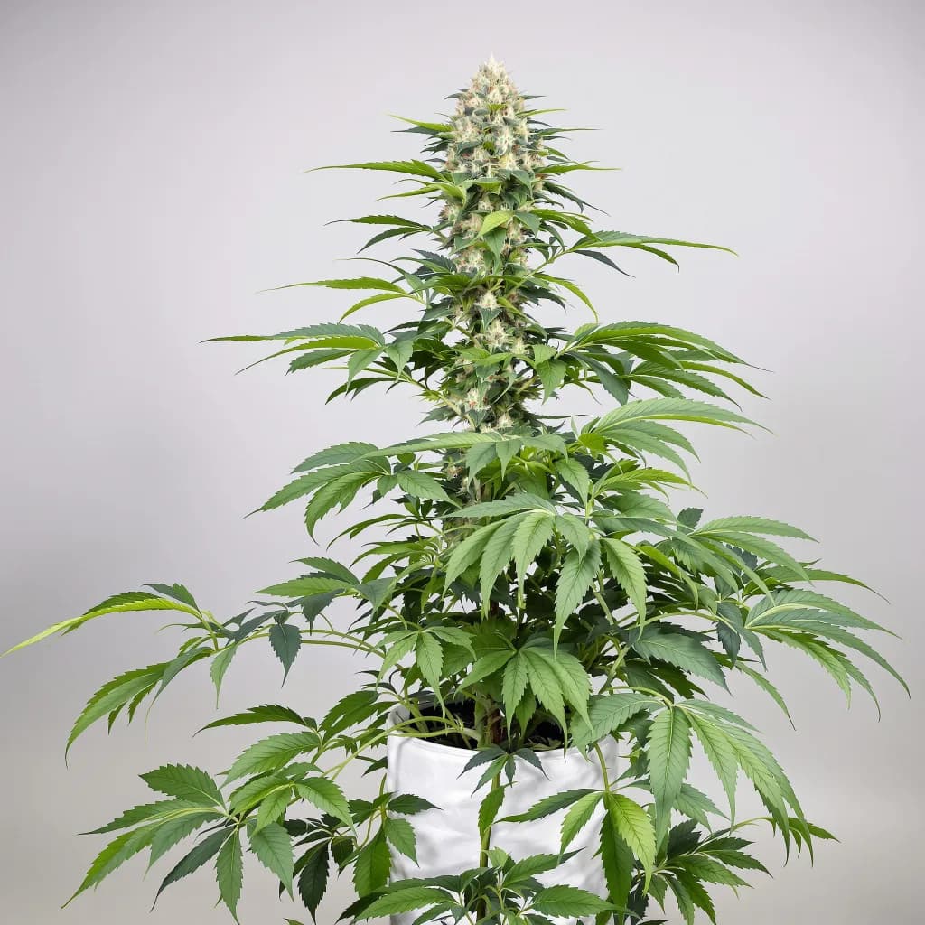 Hawaiian cannabis seeds packaging — Royal King Seeds South Africa