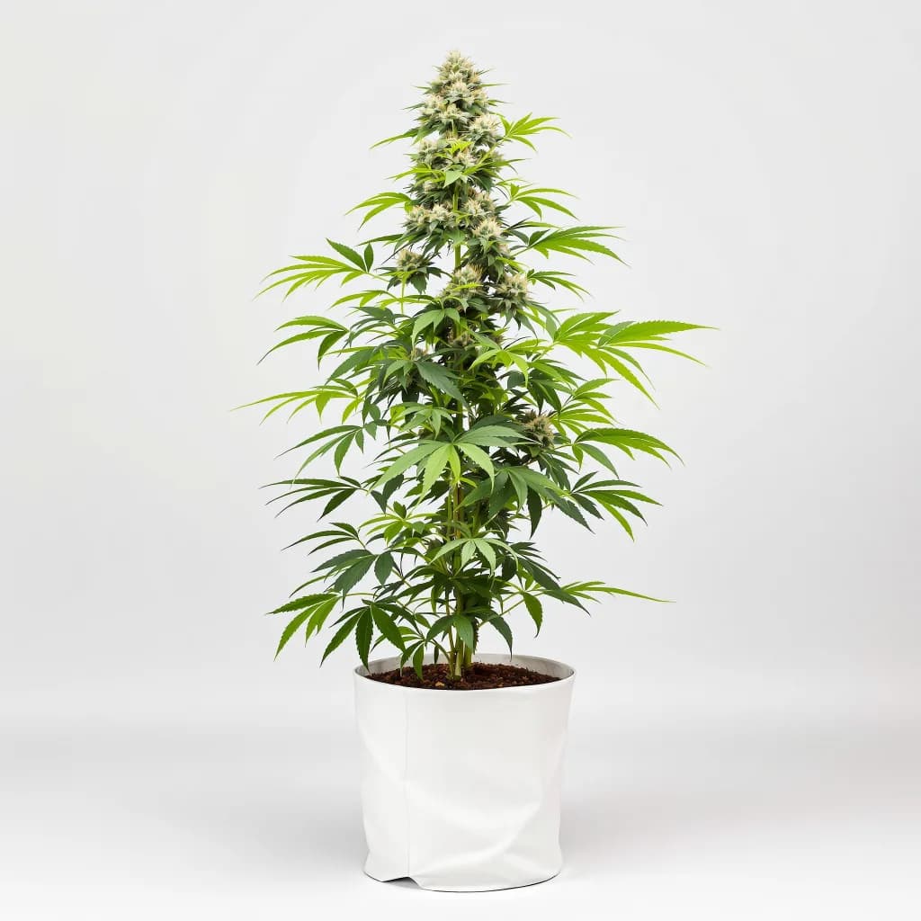 High Resin Pack cannabis seeds packaging β Royal King Seeds South Africa